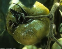 Pénurie : un virus décime les tomates locales