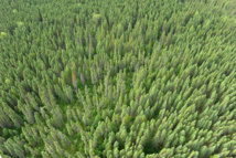Le Canada sanctuarise une vaste forêt de la côte pacifique Le Canada sanctuarise une vaste forêt de la côte pacifique