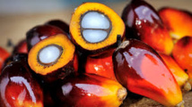 France/biodiversité: l'Indonésie fustige la taxe additionnelle sur l'huile de palme