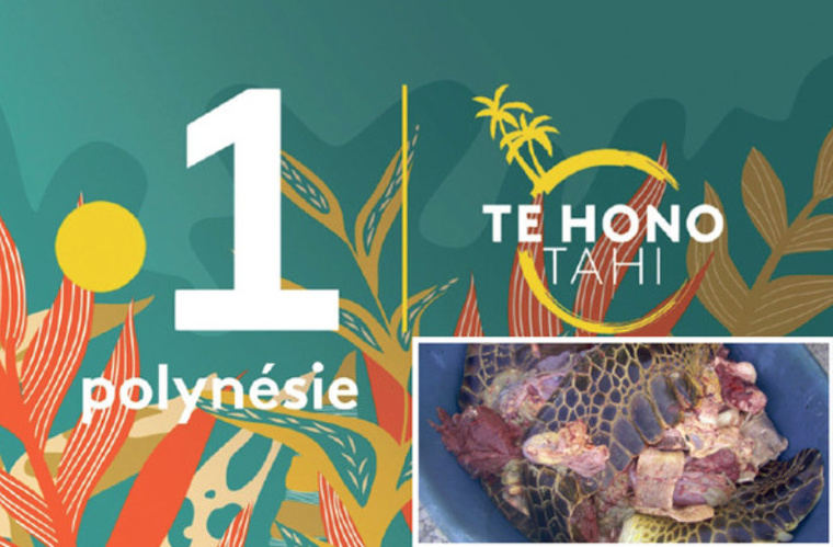 Trafic de viande de tortue à Polynésie La 1ère Trafic de viande de tortue à Polynésie La 1ère