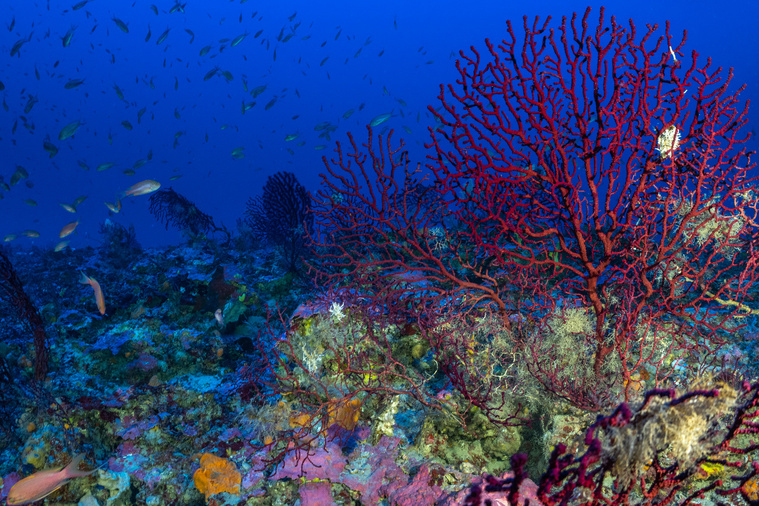 Handout / Under the Pole / AFP
