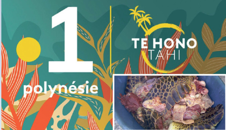Polynésie la 1ère : Le parquet ouvre une enquête pour “trafic de viande de tortue” Polynésie la 1ère : Le parquet ouvre une enquête pour “trafic de viande de tortue”