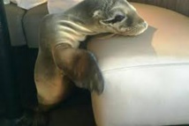 Un bébé otarie affamé s'attable dans un restaurant chic en Californie Un bébé otarie affamé s'attable dans un restaurant chic en Californie