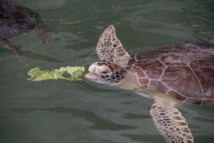 Atteintes de tumeurs, des tortues marines remplissent un hôpital de Floride Atteintes de tumeurs, des tortues marines remplissent un hôpital de Floride