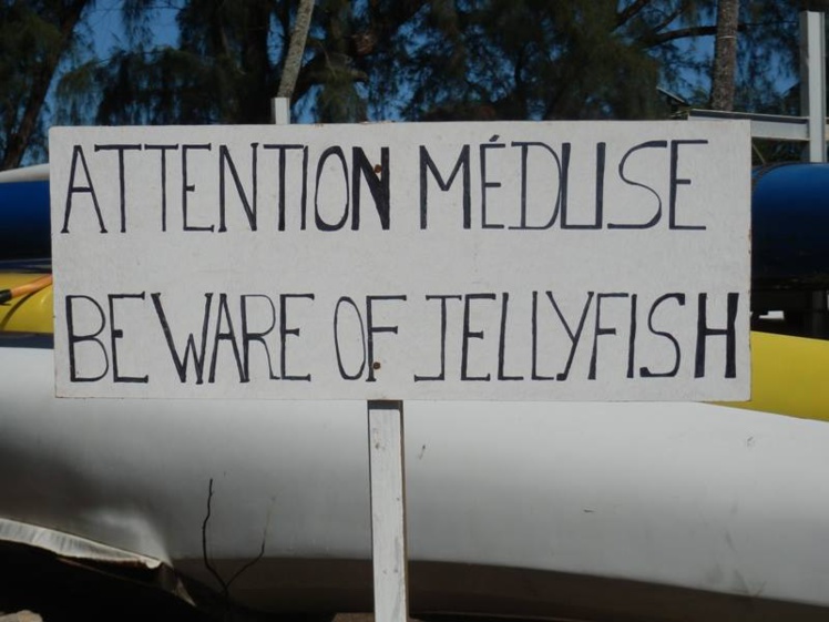 Mahina : Les méduses sont de retour Mahina : Les méduses sont de retour