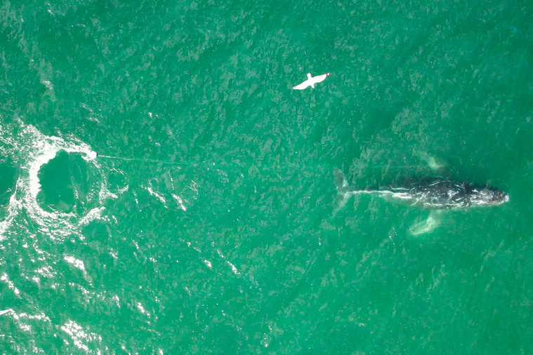 Crédit Handout, Clay Sweetman / ORRCA / AFP Crédit Handout, Clay Sweetman / ORRCA / AFP