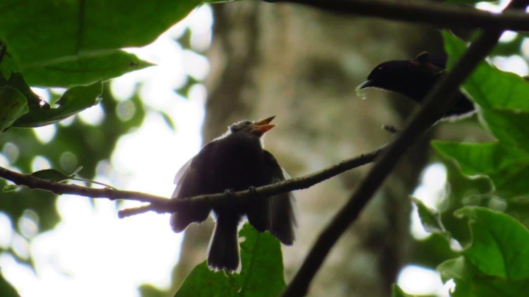 Faifai le bébé monarque dans la vallée de Papehue Faifai le bébé monarque dans la vallée de Papehue