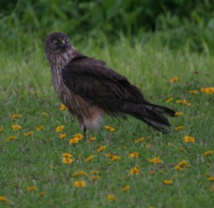 Un Busard de Gould (crédit photo : Thomas Ghestemme) Un Busard de Gould (crédit photo : Thomas Ghestemme)