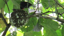 Femelle Monarque et son petit au nid (photo : Alain Petit)