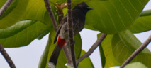 Un bulbul (crédit photo : Jean Kape) Un bulbul (crédit photo : Jean Kape)
