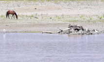 En Colombie, la sécheresse tue les poissons et vide les fleuves En Colombie, la sécheresse tue les poissons et vide les fleuves
