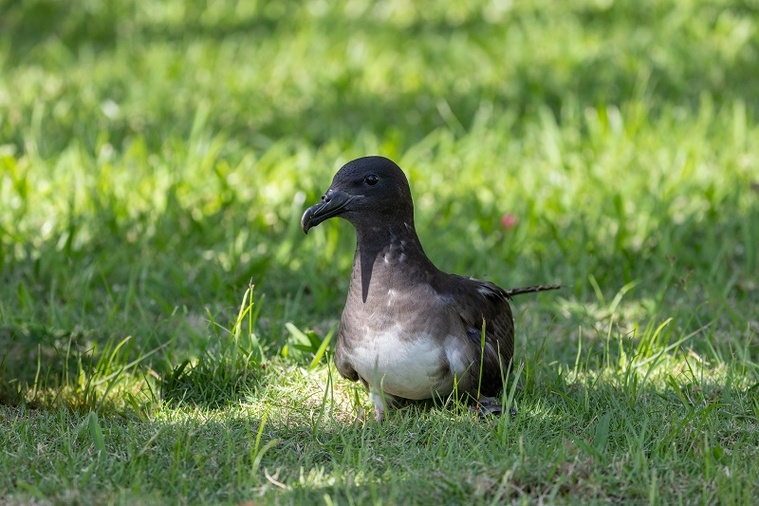 Appel aux dons pour un centre de soin aviaire