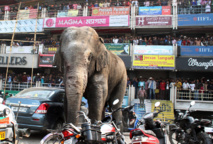 Chine: après un chagrin d'amour, un éléphant abîme de rage 19 voitures