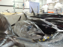 Exportation de poissons : un record en 2015