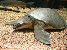 Une nouvelle espèce de tortue découverte en Papouasie Une nouvelle espèce de tortue découverte en Papouasie