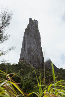 Ua Pou en alerte face au Miconia crenata Ua Pou en alerte face au Miconia crenata