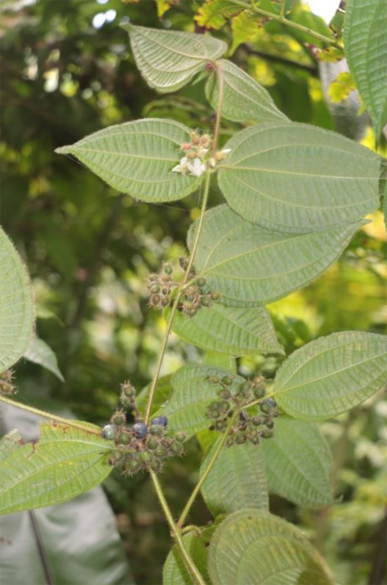 Ua Pou en alerte face au Miconia crenata Ua Pou en alerte face au Miconia crenata