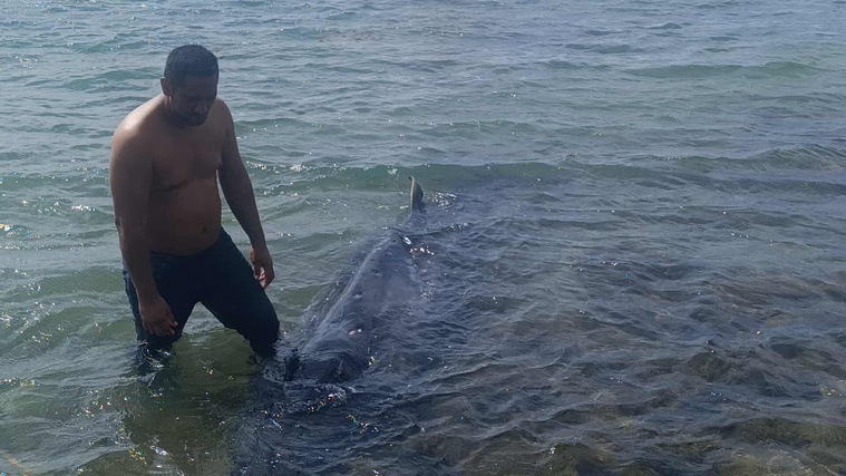 Triste découverte dans le lagon de Tautira, ce vendredi matin (Crédit : DR). Triste découverte dans le lagon de Tautira, ce vendredi matin (Crédit : DR).