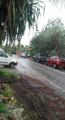 Arbre couché sur la chaussée à Moorea Arbre couché sur la chaussée à Moorea
