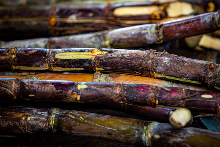 Cristina Vega RHOR / AFP Cristina Vega RHOR / AFP