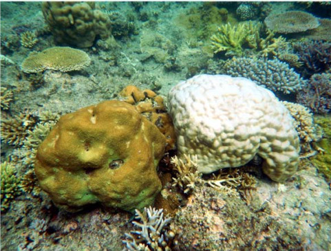 Toutes les espèces ne réagissent pas de façon similaire. Ici deux colonies coralliennes massives avec deux types de blanchissement : à gauche, Hydnophora micronoson a gardé encore sa coloration normale alors qu’à droite, Porites lutea est devenu quasiment blanc. © IRD / F. Benzoni.