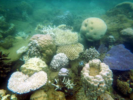 Les communautés coralliennes situées le long des côtes,  comme à la Baie des Citrons, sont les plus affectées, la  plupart des espèces montrant une décoloration ou un  blanchissement  comme ici un Pocillopora cornisis branchu  blanchi au centre de la photographie. © IRD / F. Benzoni.
