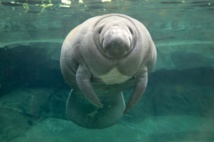 USA: un nombre record de lamantins en Floride