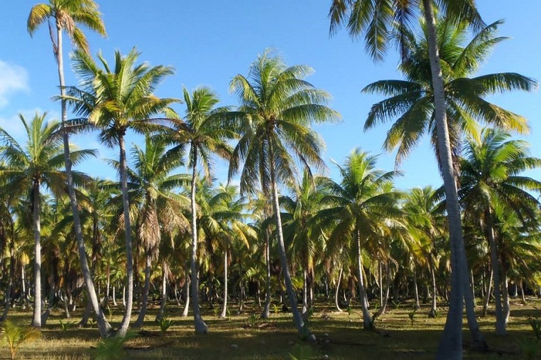 Un arbre aux multiples atouts, qui n’a pas fini de nous surprendre (Crédit : archive Tahiti Infos).