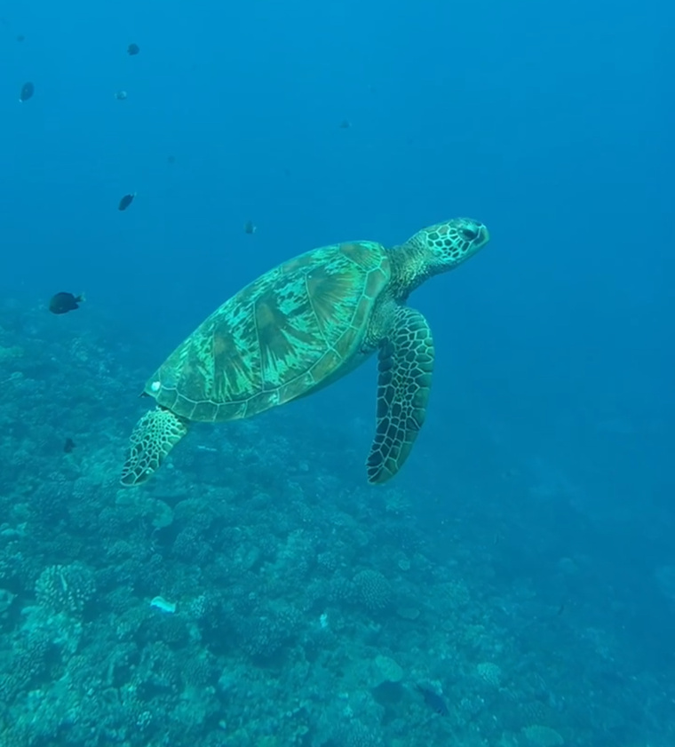 Entre 2018 et 2024, 900 manœuvres d’évitement ont été comptabilisées surtout sur la ligne maritime Tahiti-Moorea.