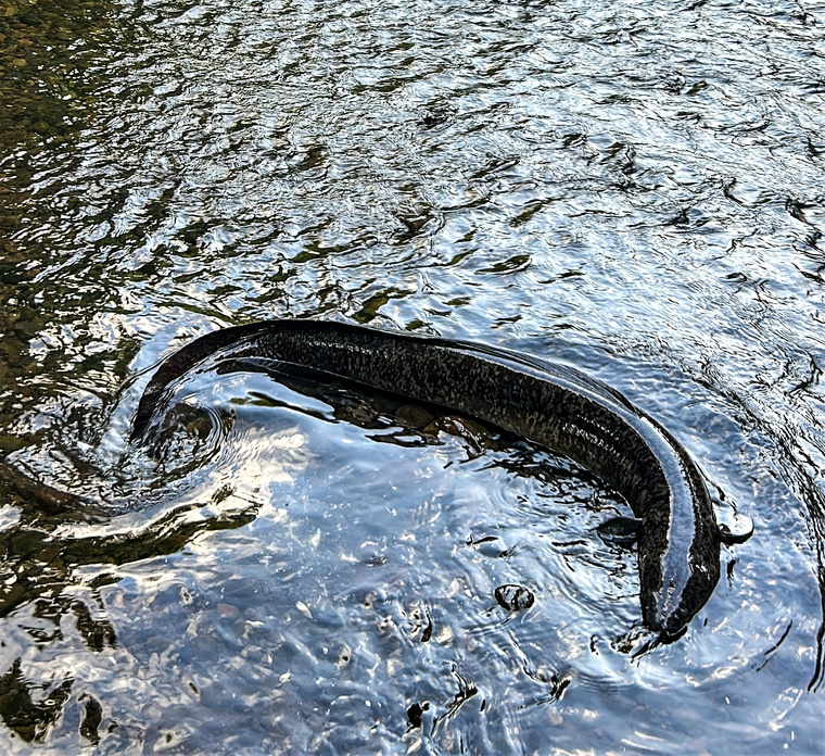 Quand l’animation touristique fait du tort à l’anguille “sacrée” de Moorea