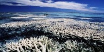 La Grande barrière de corail présente des signes de blanchiment