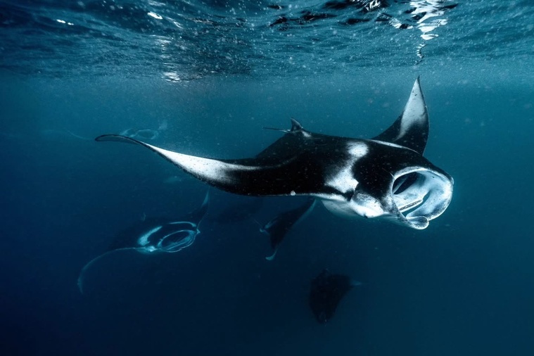 (crédit photo : FB Victor Madelaine ) (crédit photo : FB Victor Madelaine )