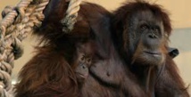 Des orangs-outans brûlés vifs en Indonésie