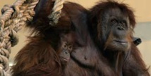 Des orangs-outans brûlés vifs en Indonésie Des orangs-outans brûlés vifs en Indonésie