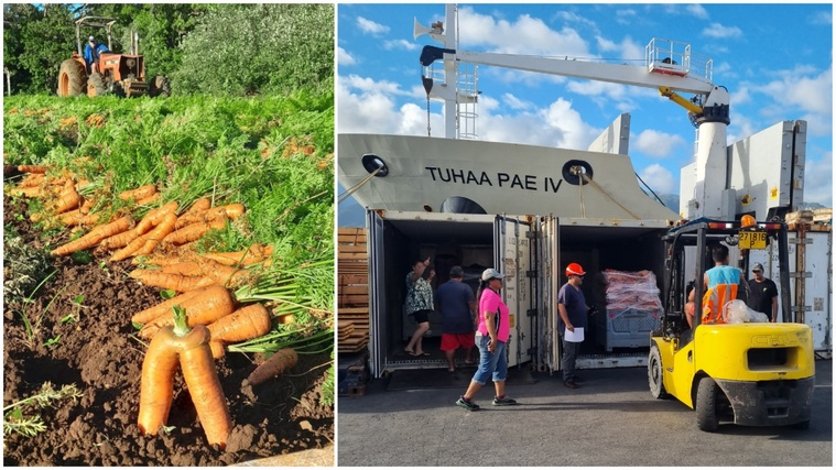 Fraîchement livrées à Papeete par le Tuhaa Pae IV, tandis que la récolte bat son plein à Tubuai (Crédit photos : DR/CAPL).