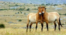 Autrefois au bord de l'extinction, le dernier cheval sauvage du monde de retour en Russie Autrefois au bord de l'extinction, le dernier cheval sauvage du monde de retour en Russie