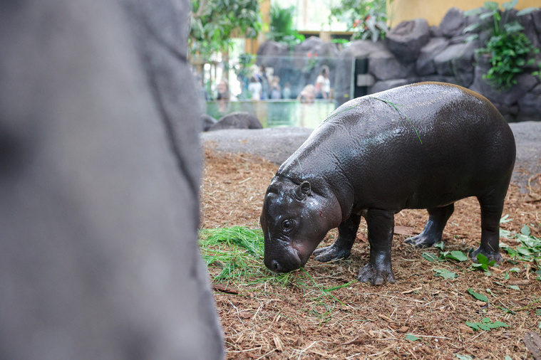 ROMEO BOETZLE / AFP ROMEO BOETZLE / AFP