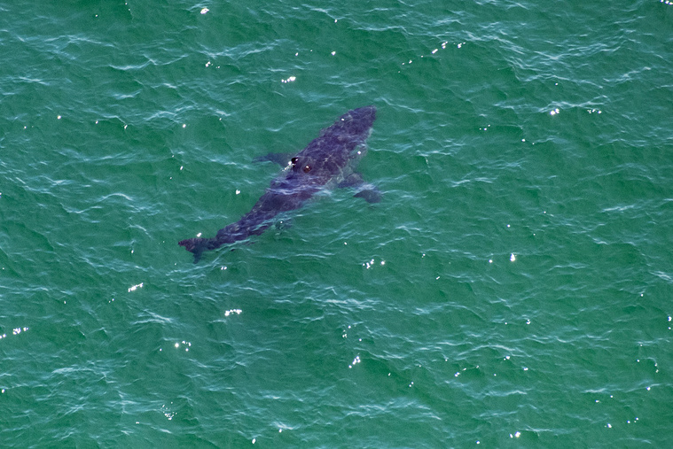 Joseph Prezioso / AFP