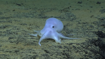 Hawaï : une pieuvre "fantôme" découverte en grande profondeur