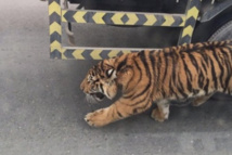 Qatar: un tigre en liberté dans les rues de Doha Qatar: un tigre en liberté dans les rues de Doha