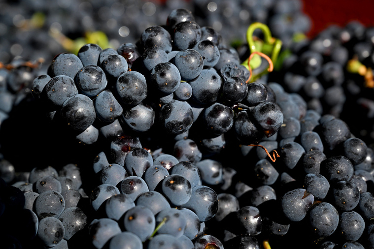 FRANCOIS NASCIMBENI / AFP FRANCOIS NASCIMBENI / AFP