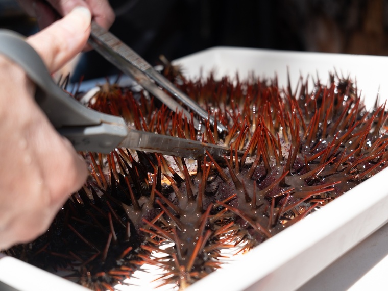 Trois spécimens ont été disséqués pour être étudiés. Trois spécimens ont été disséqués pour être étudiés.