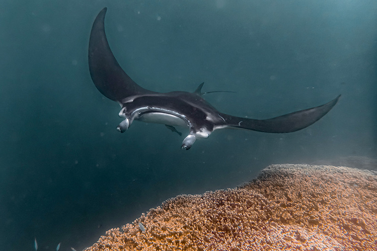 Qu’y a-t-il derrière le projet Mantas de Polynésie ? Qu’y a-t-il derrière le projet Mantas de Polynésie ?