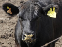 Argentine : un taureau s'échappe de l'abattoir et sème la panique