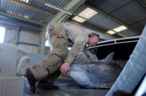 L'armée russe veut acheter cinq dauphins de combat