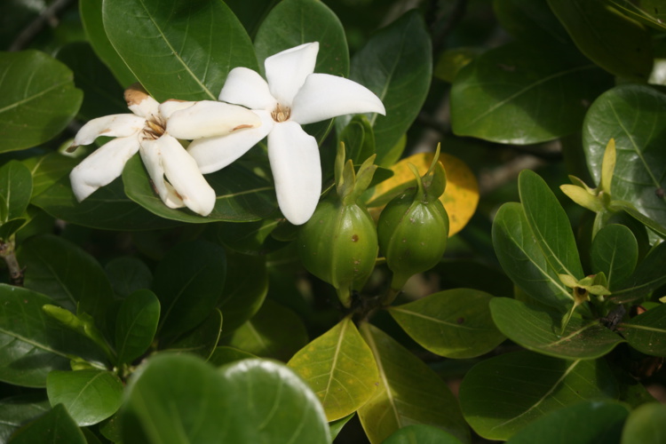 Carnet de voyage - Makemo, les fruits du sel Carnet de voyage - Makemo, les fruits du sel