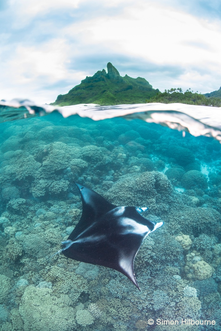 ©Simon Hilbourne / Mantas de Polynésie ©Simon Hilbourne / Mantas de Polynésie