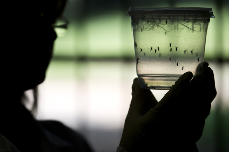 USA: feu vert de principe pour lâcher des moustiques OGM contre le Zika
