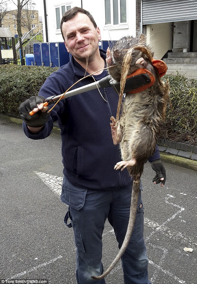 La photo d'un rat géant capturé à Londres fait le tour du web