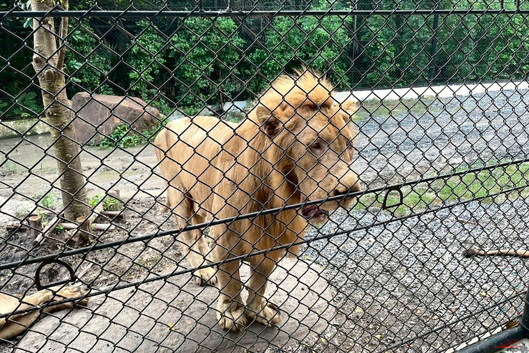 Crédit Handout / Thailand's Department of National Parks, Wildlife and Plant Conservation (DNP) / AFP
